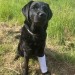 Liten_Hund.png