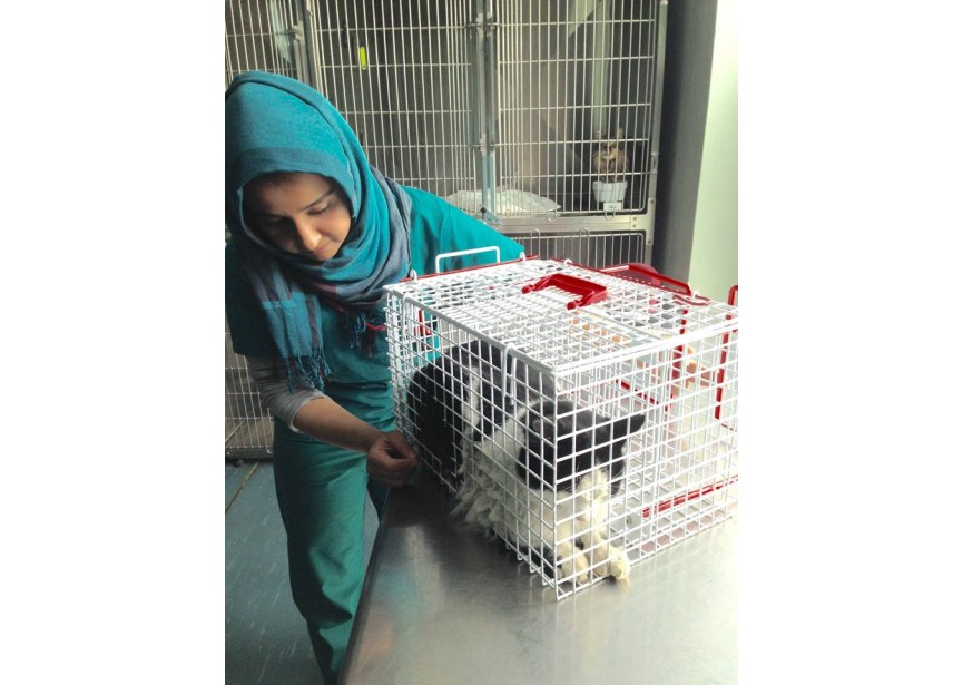 Trap-transfer-in-use-Afghanistan
