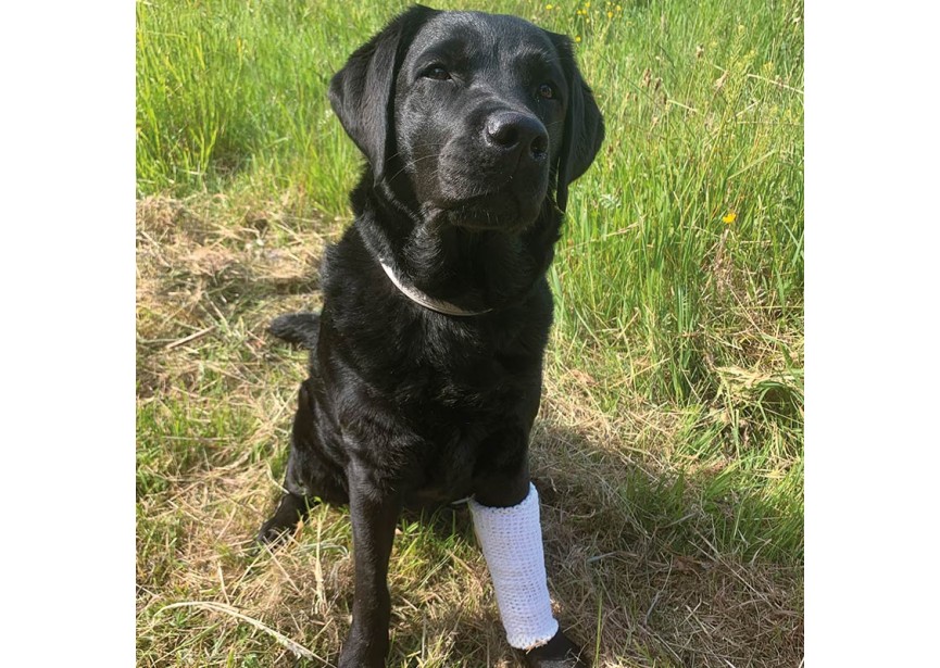 Liten_Hund.png